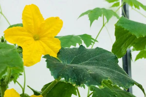 黄瓜花打顶防治方法，可及时摘除顶花顶瓜
