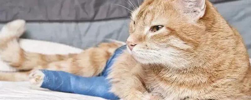 如何判断猫是否患上关节炎，可以从以下4点分辨