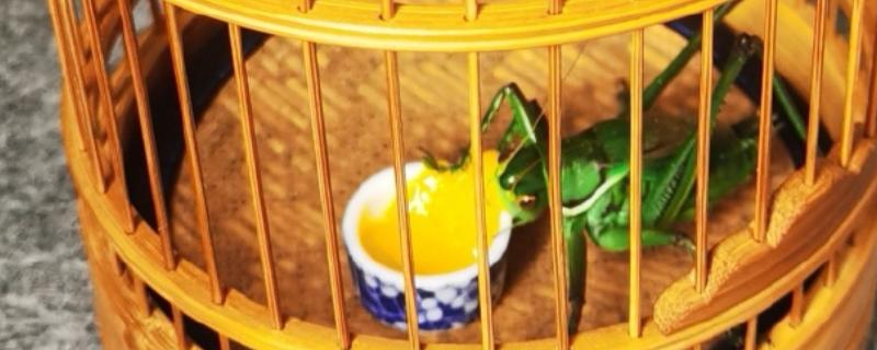 蝈蝈不吃不喝能活多少天，能活15天左右