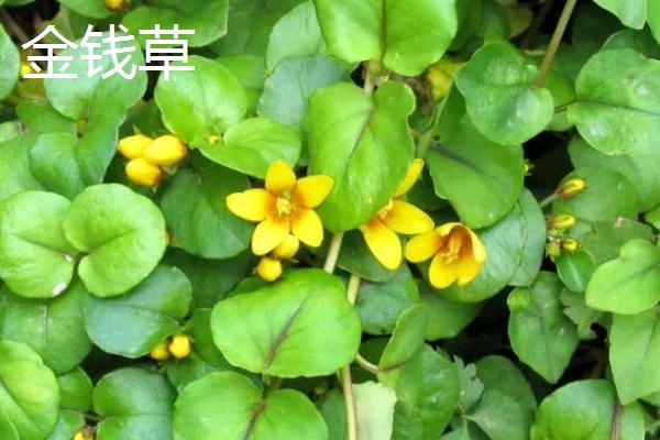 金钱草和铜钱草的区别，科属、外观、生长地有所不同