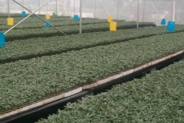 蔬菜的培育妙招，常见以下8种方式