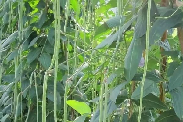 豆角秧苗徒长的防治措施，首先播种密度不宜太大