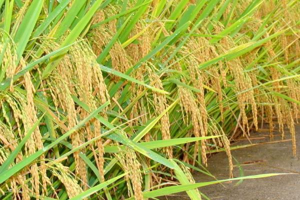 岳优9264水稻品种简介，每亩基本苗8万左右