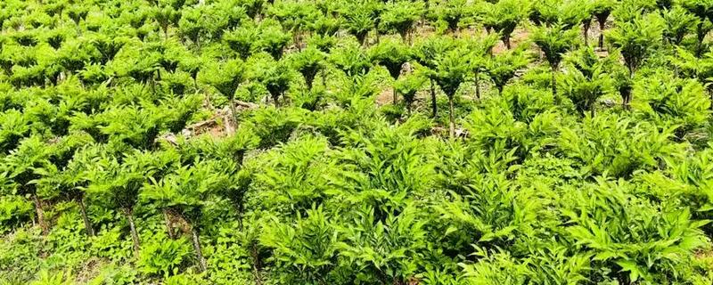魔芋的采摘时间，一般是在十月底采摘