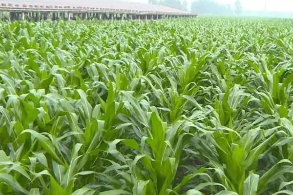 蠡玉35玉米种子特点，高抗茎腐病