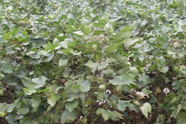 富棉289棉花种子介绍，防治苗病及枯萎病