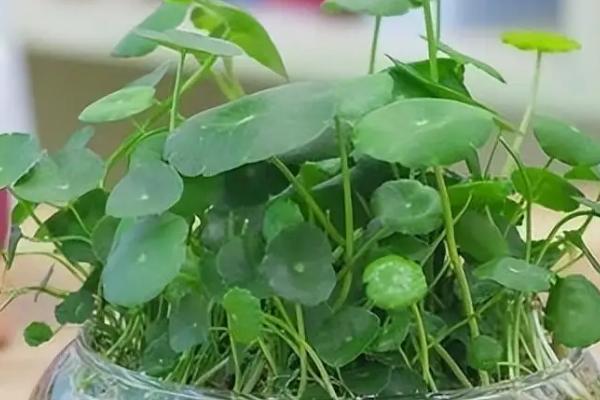 铜钱草能不能吃，不含毒素可以食用