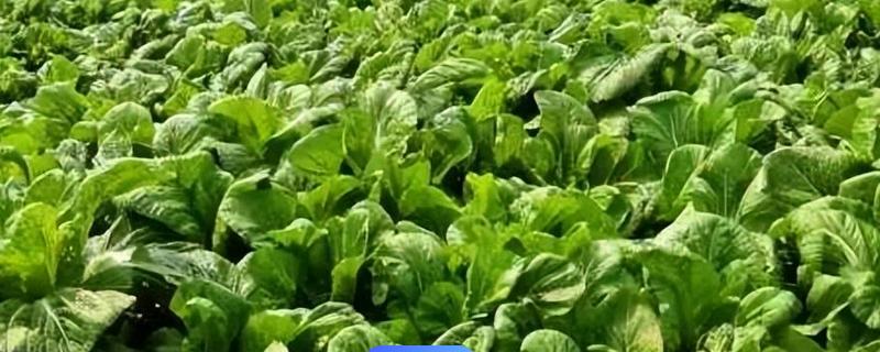 芥菜和梅菜是不是一种菜，二者不是同一种菜
