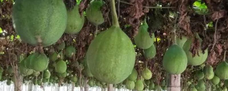 吊瓜怎么种植和管理，藤蔓长度达到20-25厘米时要引蔓上架