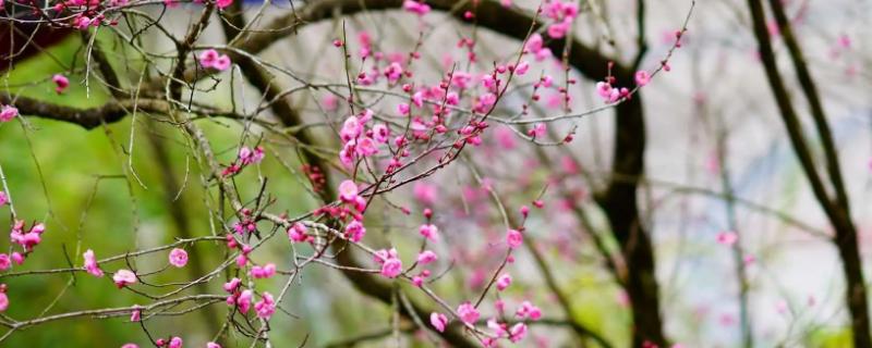 立冬代表的植物有哪些，有梅花、山茶花等