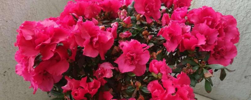 盆栽杜鹃花何时开花，花期多为4-5月份
