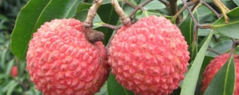 荔枝每年都会结果吗，只要养护合理可以一年结一次果