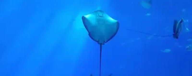 鳐鱼和魟鱼的区别，品种、体型和分布地区均不同