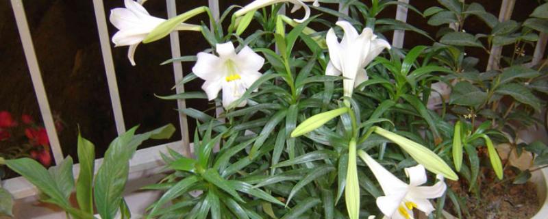百合花开完花后怎么处理，花朵完全谢掉之后需要对它进行修剪