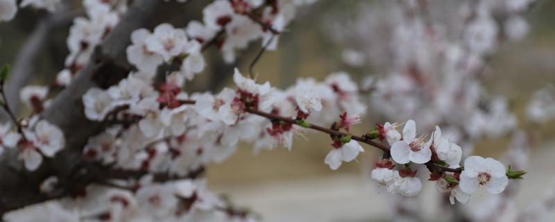 杏花的形态特征，花色为白色或红色