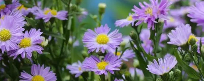 翠菊的花语是什么，寓意默默守护、坚定不移等