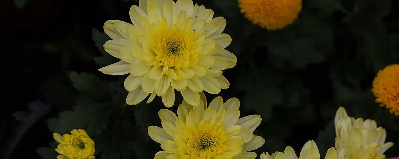菊花长蚜虫了如何处理，如果不严重可以用纸巾将其擦拭掉