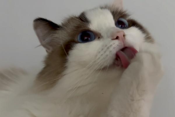 猫咪为什么不吃东西，主要是受到环境和疾病的影响