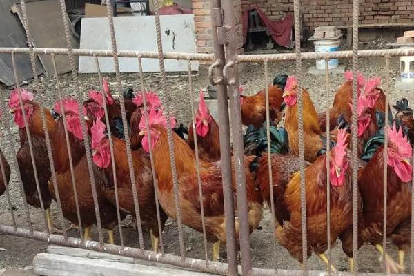 鸡怎么圈养，每天饲喂3-4次