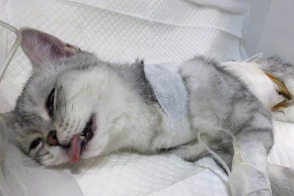 什么是星期猫，是指本身就有病的猫