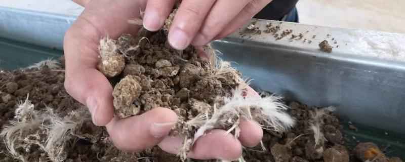 养鸡场鸡粪如何处理，可以作为堆肥处理