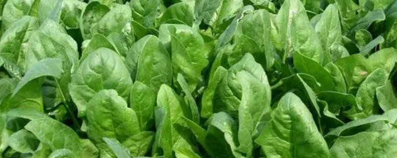青菜的分类，分为根、茎、叶、花、果多种种类