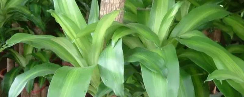 家庭种养巴西铁树的禁忌，生长期间需给予植株充足的水分