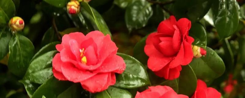 山茶花有香味吗，山茶花有香味