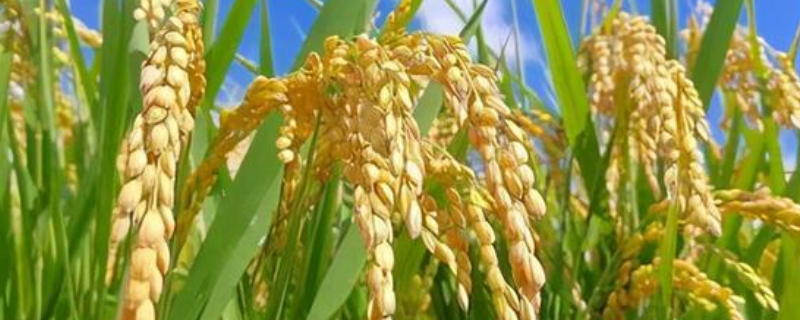 川香317水稻品种的特性，综合防治病虫害