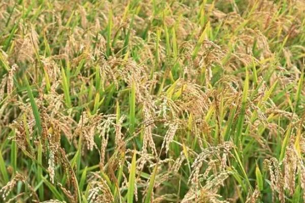 新两优6380水稻品种简介，秧田每亩播种量10千克