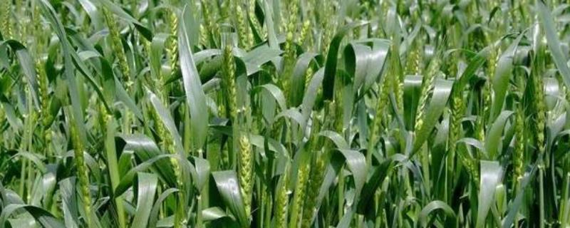石优17号小麦品种的特性，以防治地下害虫及黑穗病