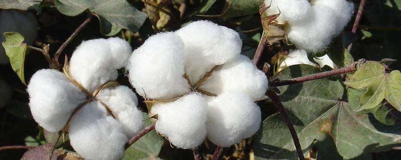 NC20B棉花种子简介，高抗棉铃虫