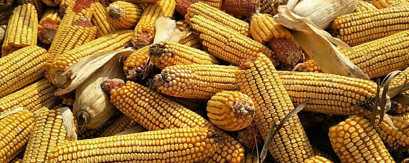 莱农糯7823玉米种子特点，在开花前后都应及时防治虫害