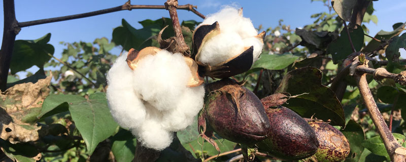 新植杂2号棉花种子简介，地膜覆盖适宜播期为4月上中旬
