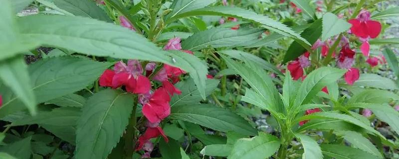 指甲花的形态特征，花朵的颜色通常为粉红色、紫色或白色