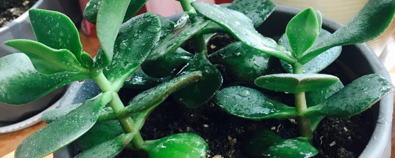 植物可以吸收氧气释放什么，可以释放二氧化碳