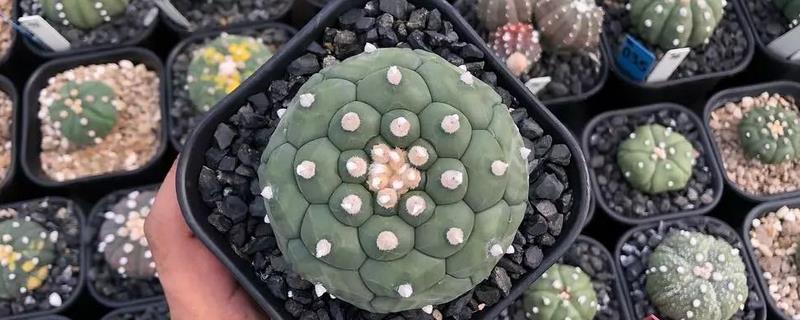 星兜服盆期的管理方法，需要保持一定量光照条件