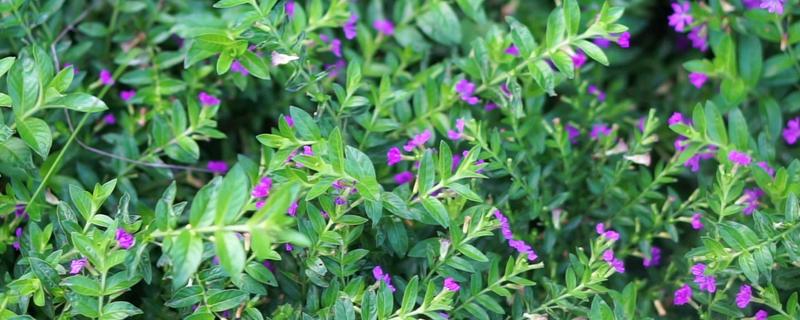 萼距花能耐寒零下几度，萼距花耐寒5℃