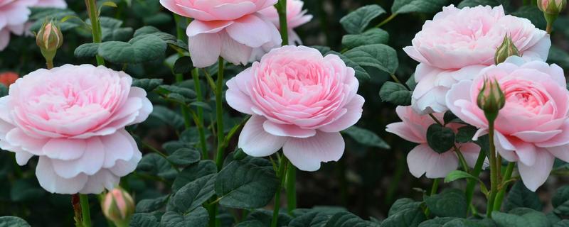 瑞典女王是否勤花，长大后属于勤花