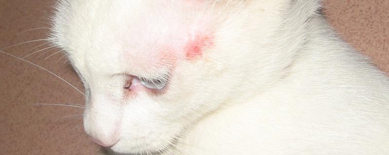 猫咪为什么会得猫癣，皮肤抵抗力下降时就会引发猫癣