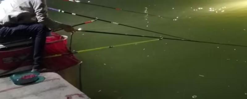 四月夜钓鲤鱼钓深还是浅，总体的趋势是钓深