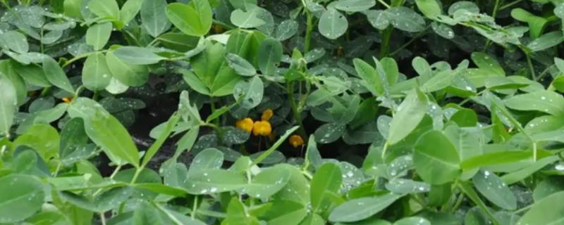 花生开花结果期的管理方法，要注意做好中耕除草工作