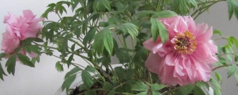 北方室内有哪些好养的花卉盆栽，常见的有牡丹、绣线菊等