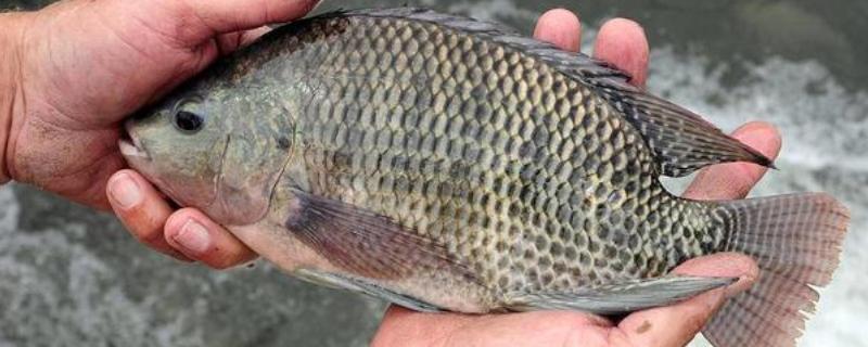 罗非鱼的品种，常见的有红罗非鱼、尼罗罗非鱼等