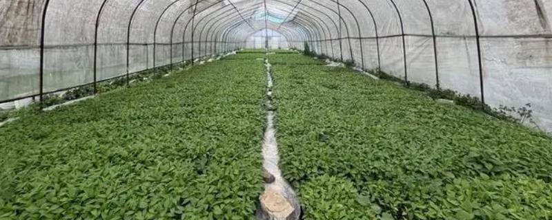 冬季辣椒苗灰霉病如何预防，控制好种植密度