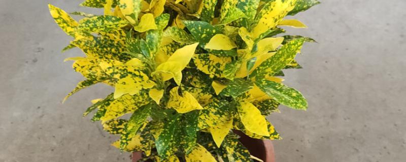 撒金榕盆栽能养在家里吗，可以养在家里