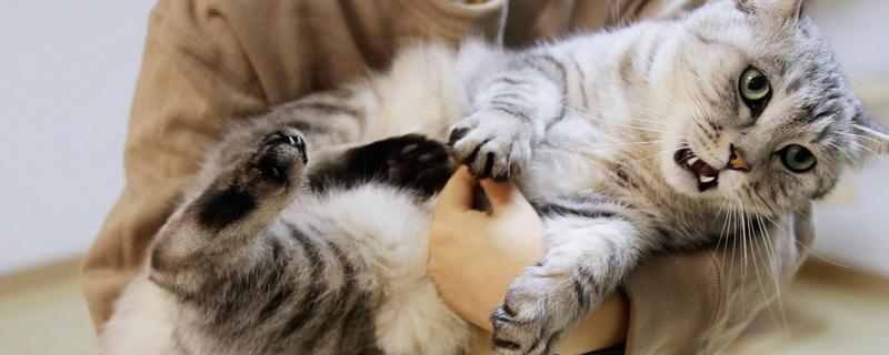 怎样正确的抱猫咪，先轻轻抚摸让它习惯后再抱起