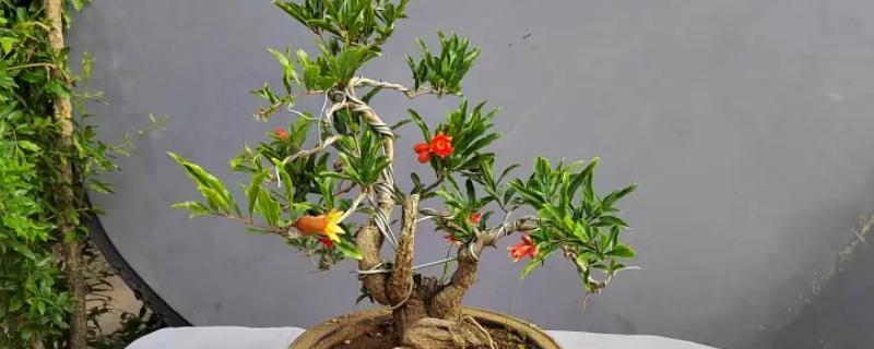 石榴花的养殖方法，在成长期一般十天左右施肥一次