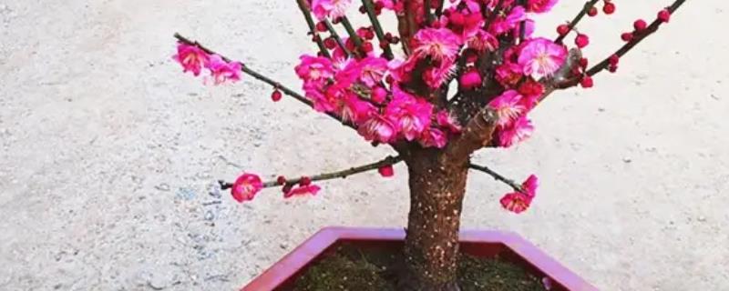 盆栽梅花冬天能否养在室外，在室外可以忍耐零下10-15℃的低温