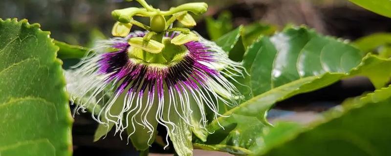 百香果花的花语，寓意憧憬、阳光热情等